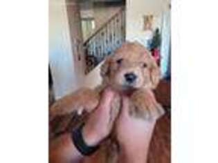 Labradoodle Puppy for sale in Tucson, AZ, USA