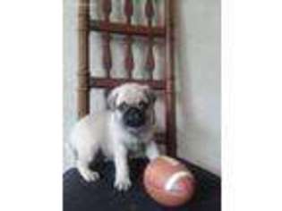 Pug Puppy for sale in Humansville, MO, USA