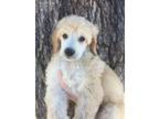 Mutt Puppy for sale in Sunset, TX, USA