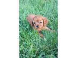Cavalier King Charles Spaniel Puppy for sale in Fredericksburg, PA, USA