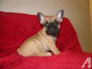 French Bulldog Puppy for sale in FRAMINGHAM, MA, USA