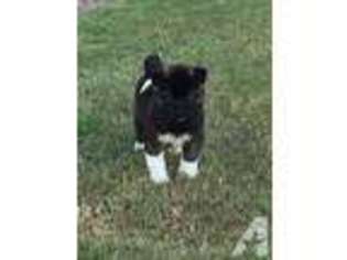 Akita Puppy for sale in WALNUT, MS, USA