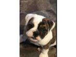 Bulldog Puppy for sale in Garland, NC, USA