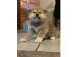 Akita Puppy for sale in El Paso, TX, USA