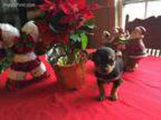Yorkshire Terrier Puppy for sale in Blooming Grove, TX, USA