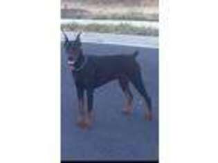 Doberman Pinscher Puppy for sale in Ulster, PA, USA