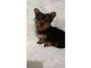 Yorkshire Terrier Puppy for sale in New Holland, PA, USA