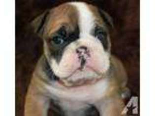 Bulldog Puppy for sale in STATESBORO, GA, USA