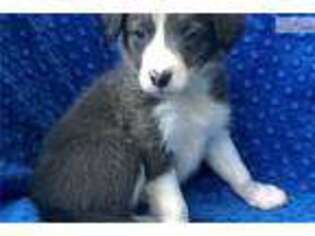 Border Collie Puppy for sale in Little Rock, AR, USA