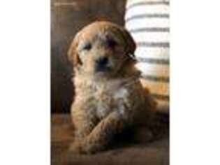 Goldendoodle Puppy for sale in North Lima, OH, USA