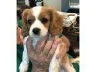 Cavalier King Charles Spaniel Puppy for sale in Pine Mountain Valley, GA, USA