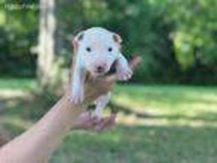 Bull Terrier Puppy for sale in Crystal Springs, MS, USA