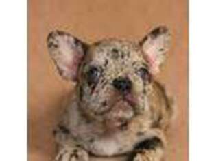 French Bulldog Puppy for sale in Calhoun, GA, USA