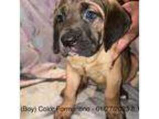 Cane Corso Puppy for sale in Brandywine, MD, USA