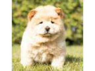 Chow Chow Puppy for sale in Nappanee, IN, USA