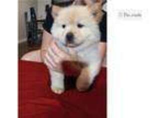 Chow Chow Puppy for sale in Richmond, VA, USA