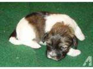 Havanese Puppy for sale in BOISE, ID, USA