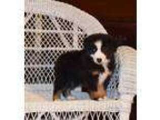 Miniature Australian Shepherd Puppy for sale in Griffin, GA, USA