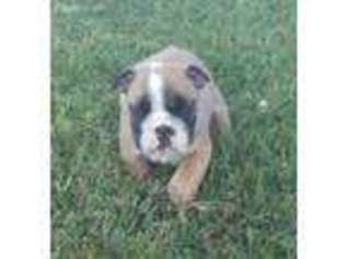 Bulldog Puppy for sale in New Holstein, WI, USA