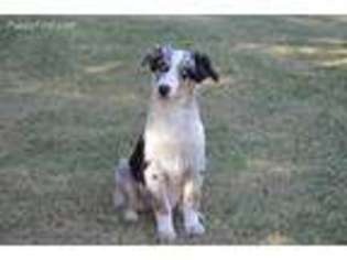 Australian Shepherd Puppy for sale in Waddell, AZ, USA