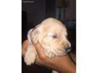 Goldendoodle Puppy for sale in Samson, AL, USA