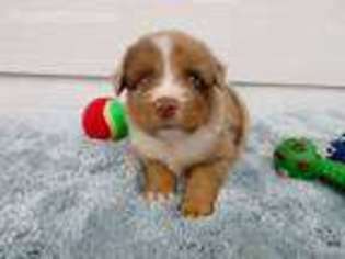 Miniature Australian Shepherd Puppy for sale in Ava, MO, USA