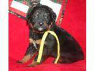 Labradoodle Puppy for sale in Pomona, MO, USA
