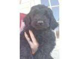 Goldendoodle Puppy for sale in Round O, SC, USA