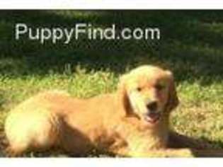 Golden Retriever Puppy for sale in Webbers Falls, OK, USA