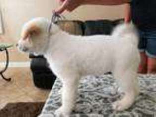 Akita Puppy for sale in Corona, CA, USA