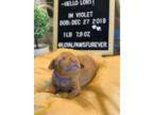 Vizsla Puppy for sale in Altamonte Springs, FL, USA
