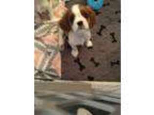 English Toy Spaniel Puppy for sale in Wellington, OH, USA
