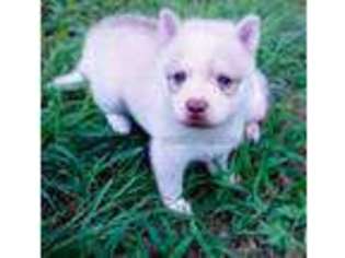 Alaskan Klee Kai Puppy for sale in Anderson, SC, USA