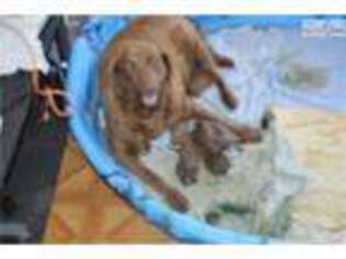 Chesapeake Bay Retriever Puppy for sale in San Antonio, TX, USA