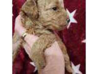Mutt Puppy for sale in Ruskin, FL, USA
