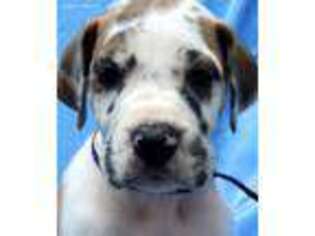 Great Dane Puppy for sale in Lees Summit, MO, USA