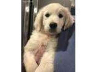 Mutt Puppy for sale in Florence, MS, USA