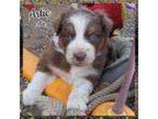 Australian Shepherd Puppy for sale in Webberville, MI, USA