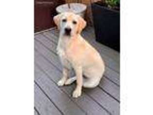 Labrador Retriever Puppy for sale in Staten Island, NY, USA
