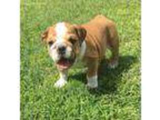 Bulldog Puppy for sale in Pittsburg, TX, USA