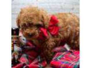 Mutt Puppy for sale in Ashburn, VA, USA