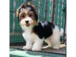 Biewer Terrier Puppy for sale in Mount Vernon, OH, USA