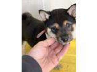 Shiba Inu Puppy for sale in Fortuna, MO, USA