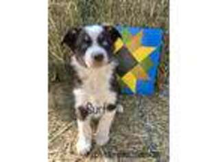 Australian Shepherd Puppy for sale in Willits, CA, USA
