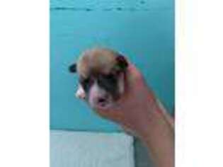 Pembroke Welsh Corgi Puppy for sale in Clawson, UT, USA