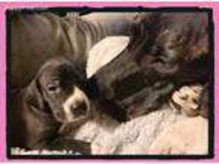 Great Dane Puppy for sale in Valrico, FL, USA