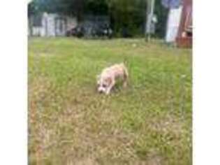 Mutt Puppy for sale in Tarboro, NC, USA