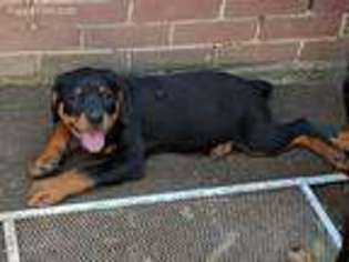 Rottweiler Puppy for sale in York, PA, USA