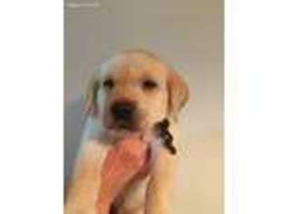 Labrador Retriever Puppy for sale in Canton, GA, USA