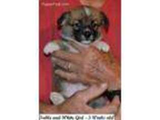 Pembroke Welsh Corgi Puppy for sale in Fallon, NV, USA